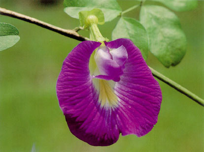 อัญชัน Clitoria ternatea Linn.<br/>FABACEAE (LEGUMINOSAE-PAPILIONOIDEAE)